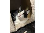 Adopt Tuxie a Black & White or Tuxedo Domestic Shorthair cat in New York