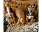 Adopt Dixie a Tan/Yellow/Fawn Mixed Breed (Medium) / Mixed dog in Houston