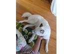Adopt Benison a White Australian Shepherd / Mixed dog in Fayetteville