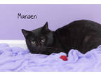 Adopt Mansen a All Black Domestic Shorthair / Mixed Breed (Medium) / Mixed