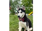 Adopt Goldie a Black - with White Husky / Mixed dog in Bedford Hills