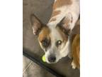 Adopt Patches a White - with Red, Golden, Orange or Chestnut Corgi / Mixed dog