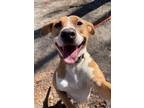 Adopt Linda a Brown/Chocolate American Pit Bull Terrier / Mixed dog in