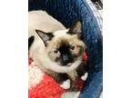 Adopt Elska a Cream or Ivory (Mostly) Siamese (short coat) cat in Smithers