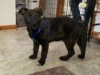Adopt Bailey a Black German Shepherd Dog / Mixed dog in Newburgh, IN (41149400)