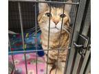 Adopt Nala a Brown Tabby Domestic Shorthair / Mixed Breed (Medium) / Mixed