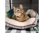 Adopt Mila a Brown Tabby Domestic Shorthair / Mixed Breed (Medium) / Mixed