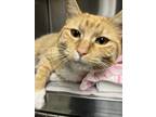 Adopt Skeeter a Orange or Red Domestic Shorthair / Domestic Shorthair / Mixed
