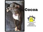 Adopt Cocoa a Merle American Pit Bull Terrier / Mixed Breed (Medium) / Mixed