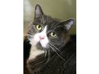 Adopt Moni - Available In Foster a Gray or Blue Domestic Shorthair / Domestic