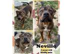 Adopt Neville a Black Staffordshire Bull Terrier / Mixed Breed (Medium) / Mixed