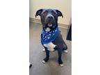 Adopt Sox a Black Mixed Breed (Large) / Mixed dog in Hamilton, OH (39963626)