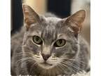 Adopt Janet a Gray or Blue Domestic Shorthair / Domestic Shorthair / Mixed cat