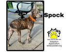 Adopt Spock a Brindle American Pit Bull Terrier / Mixed Breed (Medium) / Mixed