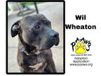 Adopt Will Wheaton a Brindle American Pit Bull Terrier / Mixed Breed (Medium) /