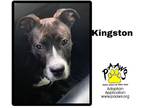 Adopt Kingston a Brindle American Pit Bull Terrier / Mixed dog in Newburgh