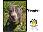 Adopt Yeager a Black American Pit Bull Terrier / Mixed Breed (Medium) / Mixed