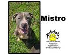 Adopt Mistro a Gray/Blue/Silver/Salt & Pepper American Pit Bull Terrier / Mixed