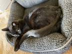 Adopt Binx a All Black Domestic Shorthair / Mixed (short coat) cat in Fort