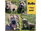Adopt Bobo a Tan/Yellow/Fawn American Pit Bull Terrier / Mixed Breed (Medium) /