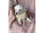 Adopt Poa a White Australian Shepherd / Mixed dog in Millersburg, OH (41149258)