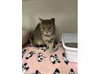 Adopt Larisa a Gray or Blue Domestic Mediumhair / Domestic Shorthair / Mixed cat