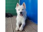 Adopt Terry a White Spitz (Unknown Type, Small) / Pomeranian / Mixed dog in