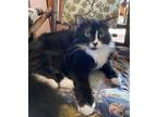 Adopt Capri a Black & White or Tuxedo Domestic Mediumhair (medium coat) cat in