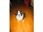 Adopt Max a Black - with White Border Collie / Mixed dog in Creston