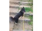 Adopt Neoul a Black - with Brown, Red, Golden, Orange or Chestnut Shiba Inu /