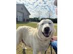 Adopt Eve a White Mixed Breed (Large) / Mixed dog in Barco, NC (41053388)