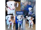 Adopt Vinnie a White - with Gray or Silver Catahoula Leopard Dog / Mixed dog in