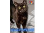 Adopt Shadowhart a All Black Domestic Shorthair / Domestic Shorthair / Mixed cat