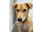 Adopt Cricket a Red/Golden/Orange/Chestnut Mixed Breed (Large) / Mixed dog in