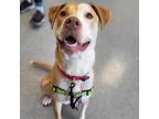 Adopt Lilith a Tan/Yellow/Fawn American Staffordshire Terrier / Golden Retriever