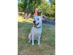 Adopt Sadie (Maggie) a White Husky / Mixed Breed (Medium) dog in Mustang