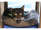 Adopt Pancho a Spotted Tabby/Leopard Spotted Domestic Shorthair cat in