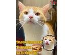 Adopt Bacon Quarter Pounder with Cheese a Orange or Red Domestic Shorthair /