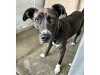 Adopt Bernice a Black Labrador Retriever / Mixed dog in Raeford, NC (41148358)