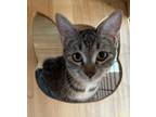 Adopt Azyrial a Gray, Blue or Silver Tabby Domestic Shorthair (short coat) cat