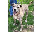 Adopt Groot a Brindle American Pit Bull Terrier / Mixed Breed (Medium) / Mixed