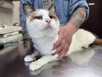 Adopt Cartier a Cream or Ivory Domestic Shorthair / Mixed Breed (Medium) / Mixed