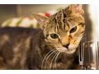 Adopt Bumper a Tan or Fawn Domestic Shorthair / Domestic Shorthair / Mixed cat