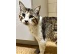 Adopt Slinky a Brown or Chocolate Domestic Shorthair / Domestic Shorthair /