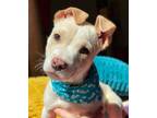 Adopt Chowder a White American Pit Bull Terrier / Boxer / Mixed dog in Salem