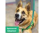 Adopt Jasper a Tan/Yellow/Fawn Boxer / Mixed dog in Portola, CA (34728267)