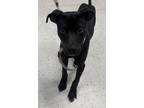 Adopt Pirate a Black Terrier (Unknown Type, Medium) / Mixed Breed (Medium) /