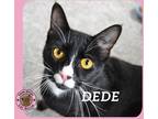 Adopt DeDe a White (Mostly) Domestic Shorthair cat in Hershey, PA (41147394)