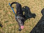 Adopt Dickory a Black German Shepherd Dog / Mixed dog in Boulder, CO (41040736)