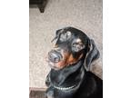 Adopt Odin a Black - with Tan, Yellow or Fawn Doberman Pinscher / Mixed dog in